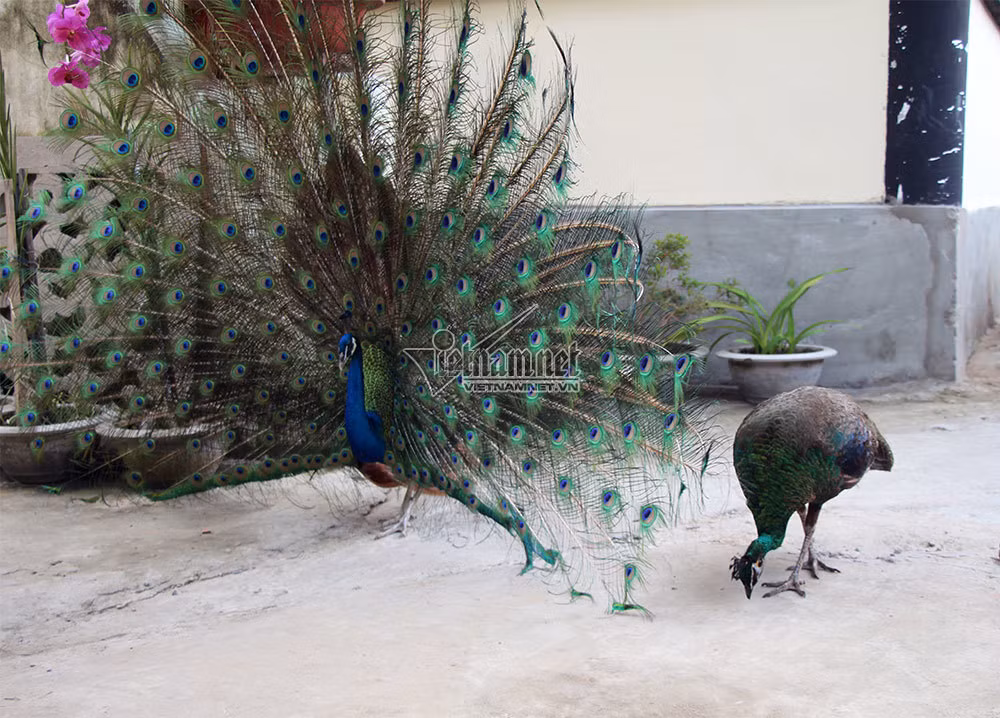 Con trống có bộ lông màu lục óng ánh, đuôi rất dài, mỗi lông ở mút có sao màu lục xanh, đỏ đồng, vàng, nâu. Mào dài, hẹp thẳng đứng, phần mặt của nó có màu vàng và xanh.