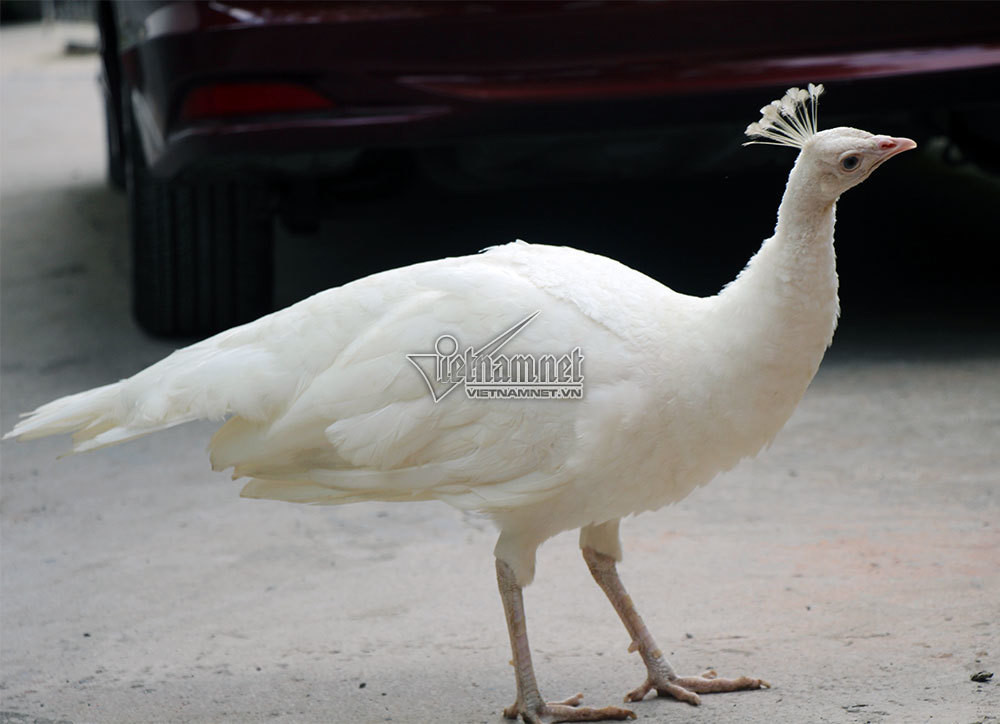 Trung bình, mỗi chim khổng tước mái đẻ khoảng 5 - 6 trứng, cá biệt ở đây có con đẻ 8 - 9 trứng. Chim khổng tước ấp trứng khoảng 28 ngày thì nở. Chim khổng tước thường ăn cám, thóc, các loại đậu, rau cải... Chim công trắng được tạo ra do sự đột biến gen di truyền thiếu sắc tố lông