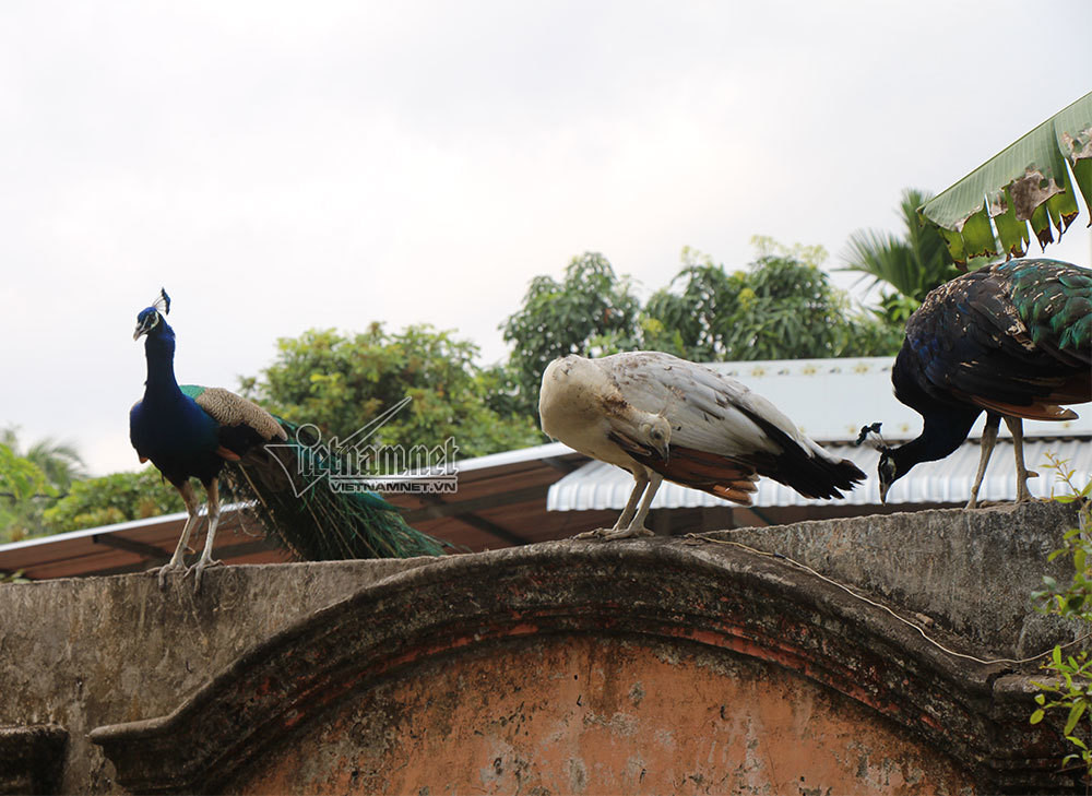 Loại chim này sinh sống ở rừng nhiệt đới Đông Nam Á và phía nam Trung Quốc. Chúng được tìm thấy trong một loạt các môi trường sống bao gồm cả rừng nguyên sinh và thứ cấp, cả hai vùng nhiệt đới và cận nhiệt đới. Người ta cũng thấy chúng trong các khu vực có cây tre, đồng cỏ, thảo nguyên… 