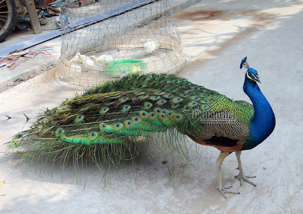 Màu sắc trên đuôi công rất ấn tượng. Anh Hồng Nam (ngụ TP Vĩnh Long) cho biết: “Mỗi lần vào viếng chùa, gia đình tôi đều thấy những con chim công xanh, trắng xòe đuôi rất đẹp. Nhiều người thích thú ngắm nhìn. Trước đây, hầu như chúng tôi chỉ thấy loại chim quý hiếm trong các chương trình thế giới động vật, phim ảnh hay trên tivi. Giờ đây, được tận mắt thấy chúng ở chùa này thì quá tuyệt vời”.