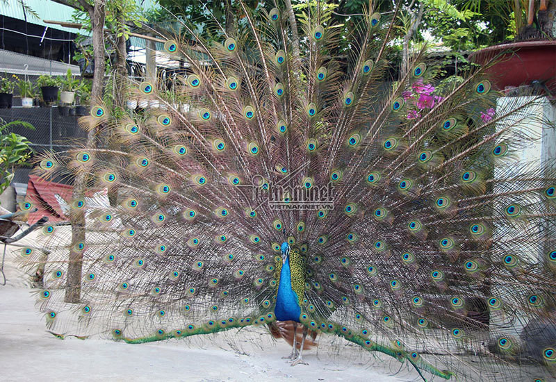 Đàn chim quý này được nuôi trong một ngôi chùa ở tỉnh Vĩnh Long. Nhiều người thích thú khi đến đây được nhìn thấy bên trong khoảng sân vườn nhỏ có những con chim khổng tước tuyệt đẹp rụt “cổ vào, xòe cánh ra” khoe bộ lông lộng lẫy. 