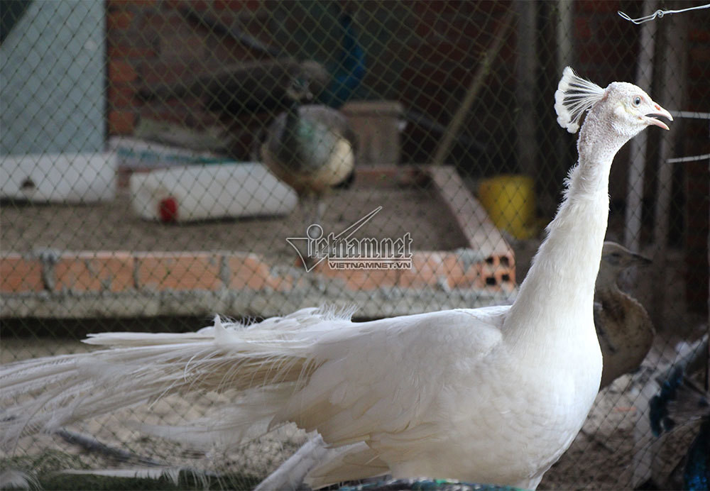 Bạch khổng tước là loài chim có bộ lông màu trắng tuyệt đẹp và được xếp vào hàng quý hiếm. Một vị sư trong chùa chia sẻ: "Nhà chùa muốn nuôi dưỡng, bảo tồn loại chim này để những ai, đặc biệt là các em nhỏ biết tới chim khổng tước và vẻ đẹp của nó, trong khi ngoài tự nhiên gần như không còn nữa. Từ đó, các em ý thức được là thiên nhiên đang bị khai thác, tàn phá. Muốn những động vật, chim chóc quý hiếm tồn tại thì mọi người phải có ý thức bảo vệ thiên nhiên".