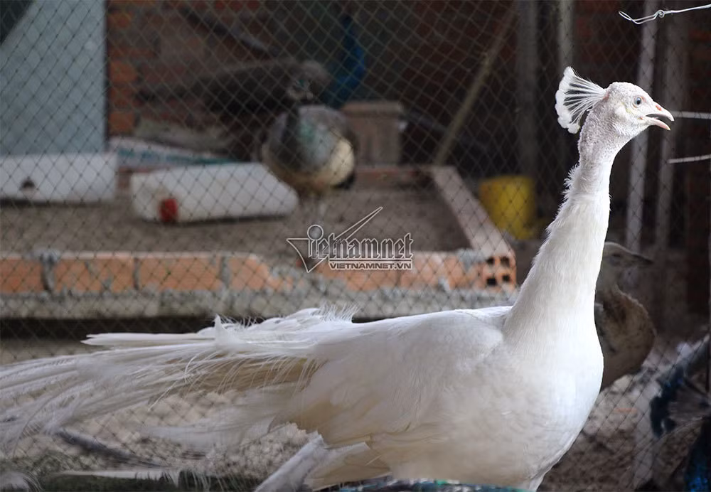 Bạch khổng tước là loài chim có bộ lông màu trắng tuyệt đẹp và được xếp vào hàng quý hiếm. Một vị sư trong chùa chia sẻ: "Nhà chùa muốn nuôi dưỡng, bảo tồn loại chim này để những ai, đặc biệt là các em nhỏ biết tới chim khổng tước và vẻ đẹp của nó, trong khi ngoài tự nhiên gần như không còn nữa. Từ đó, các em ý thức được là thiên nhiên đang bị khai thác, tàn phá. Muốn những động vật, chim chóc quý hiếm tồn tại thì mọi người phải có ý thức bảo vệ thiên nhiên".