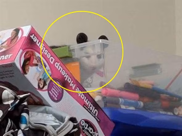 Con het co “quai vat long la” trong phong, me 