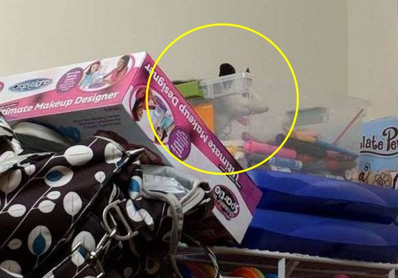 Con het co “quai vat long la” trong phong, me 