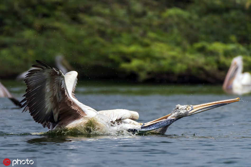 Kich tinh bo nong quyet tam dim chet dong loai-Hinh-3