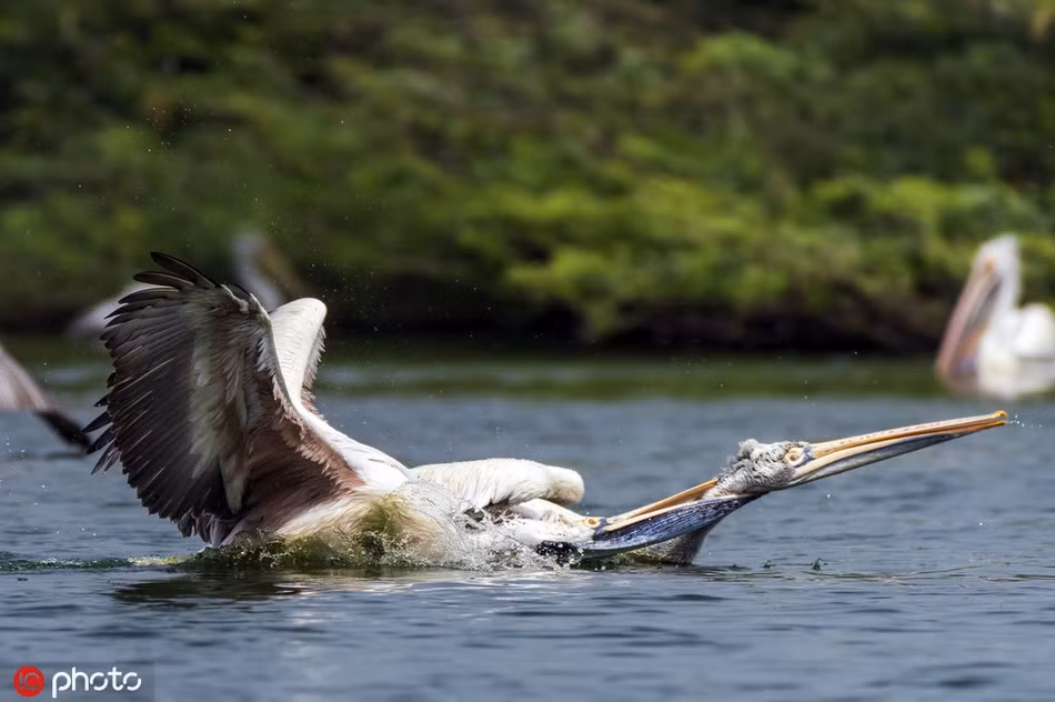 Kịch tính bồ nông quyết tâm dìm chết đồng loại - Hình 3 Kich tinh bo nong quyet tam dim chet dong loai-Hinh-3