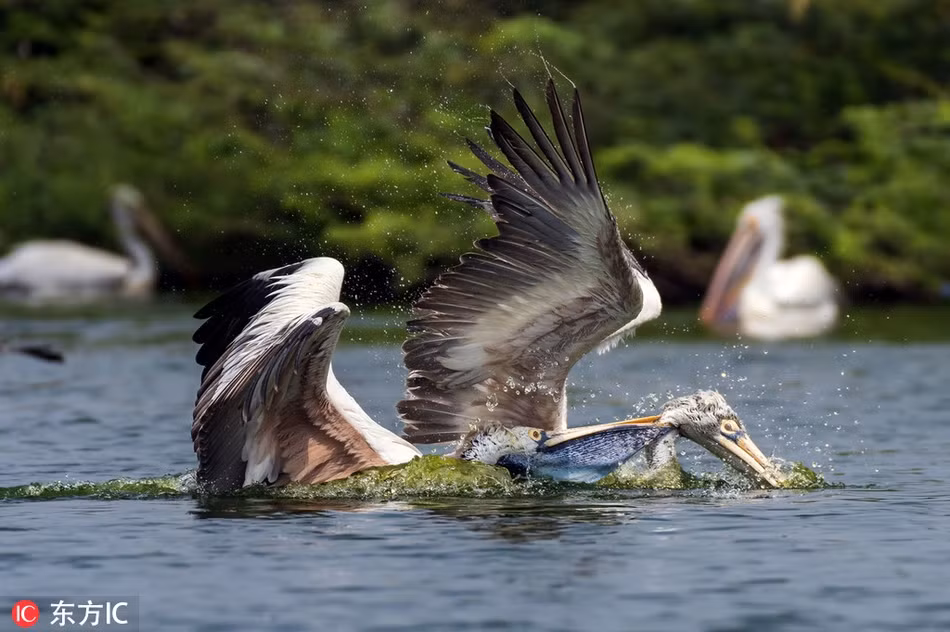 Kịch tính bồ nông quyết tâm dìm chết đồng loại - Hình 2 Kich tinh bo nong quyet tam dim chet dong loai-Hinh-2