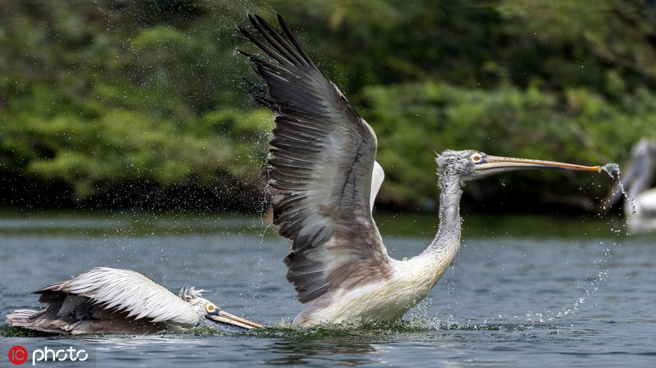 Kich tinh bo nong quyet tam dim chet dong loai-Hinh-4