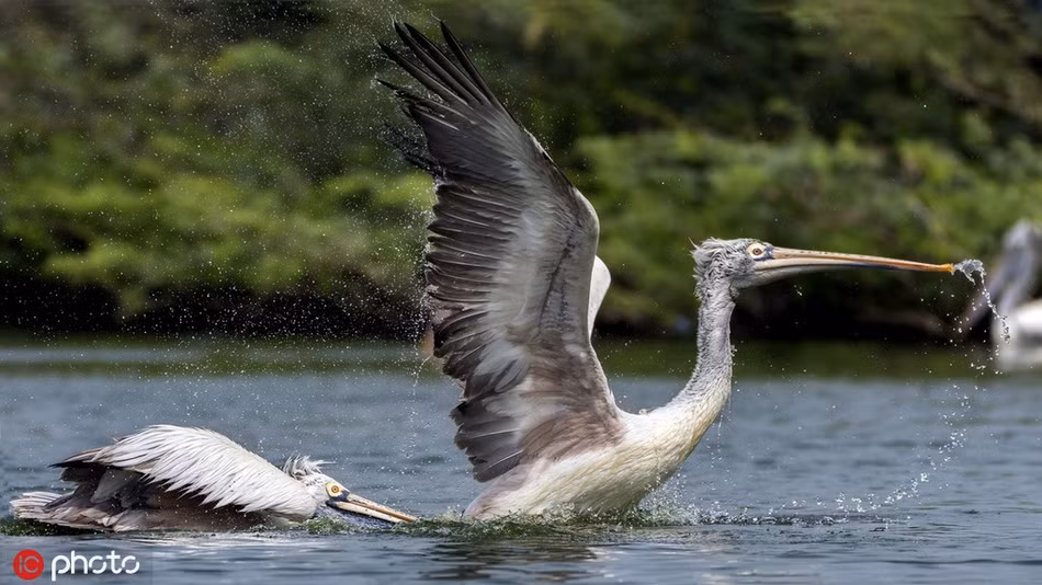 Kịch tính bồ nông quyết tâm dìm chết đồng loại - Hình 4 Kich tinh bo nong quyet tam dim chet dong loai-Hinh-4