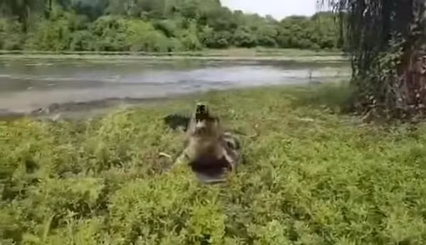 Tưởng cá cắn câu, cần thủ hốt hoảng thấy thứ hãi hùng lao đến - Hình 2 Tuong ca can cau, can thu hot hoang thay thu hai hung lao den-Hinh-2