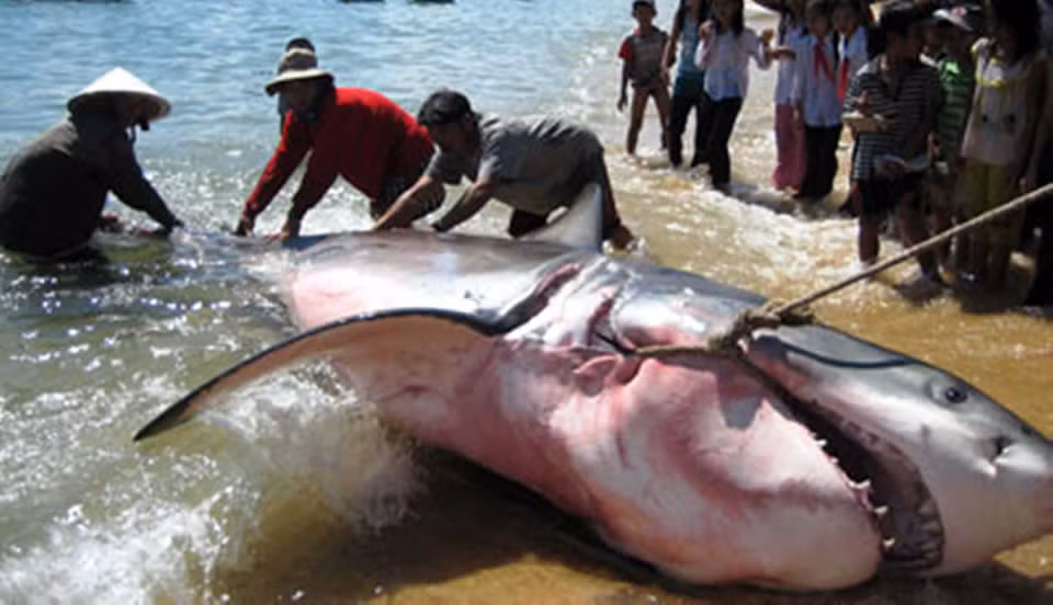 Ly ky chuyen cau ca map o Truong Sa