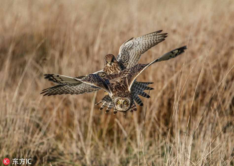 Chim cat lung hung xao quyet, tinh vi cuop moi chim cu-Hinh-4