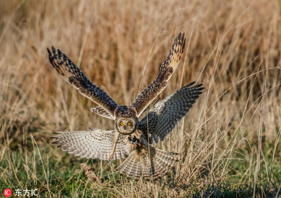 Chim cat lung hung xao quyet, tinh vi cuop moi chim cu-Hinh-5