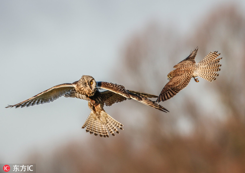 Chim cat lung hung xao quyet, tinh vi cuop moi chim cu-Hinh-3
