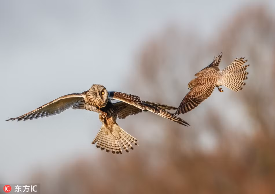 Chim cắt lưng hung xảo quyệt, tinh vi cướp mồi chim cú - Hình 3 Chim cat lung hung xao quyet, tinh vi cuop moi chim cu-Hinh-3