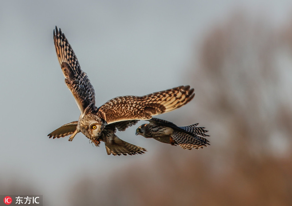 Chim cat lung hung xao quyet, tinh vi cuop moi chim cu-Hinh-2