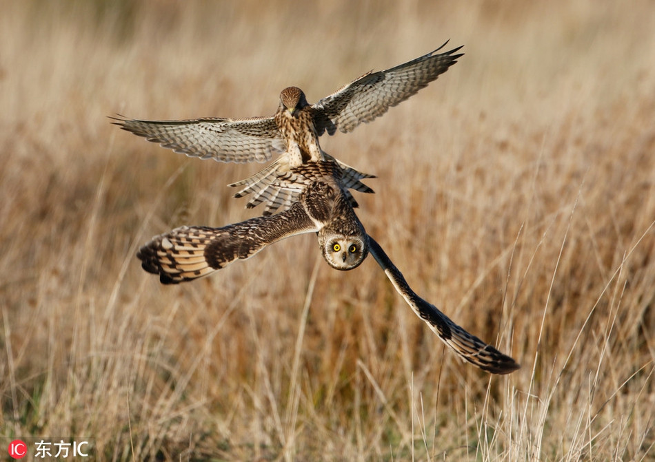 Chim cat lung hung xao quyet, tinh vi cuop moi chim cu