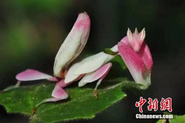 Thực tế, kỹ năng ngụy trang của một số loài động vật hoang dã luôn khiến con người phải bất ngờ, kinh ngạc và ngưỡng mộ. Trong số đó, nhiều loài côn trùng thực sự đã đạt đến đỉnh cao của nghệ thuật ngụy trang.