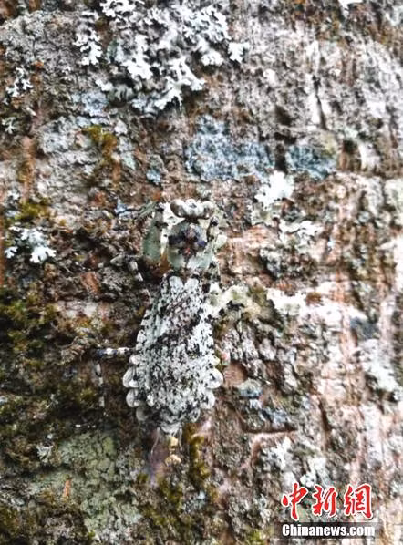 Nhờ có kỹ năng ngụy trang đỉnh cao này, nhiều loại côn trùng đã thoát khỏi móng vuốt kẻ thù, phát triển ngày càng mạnh mẽ.