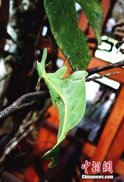 Thêm một con bọ lá đang khoe kỹ năng ngụy trang vào hàng ngũ bậc thầy của mình.