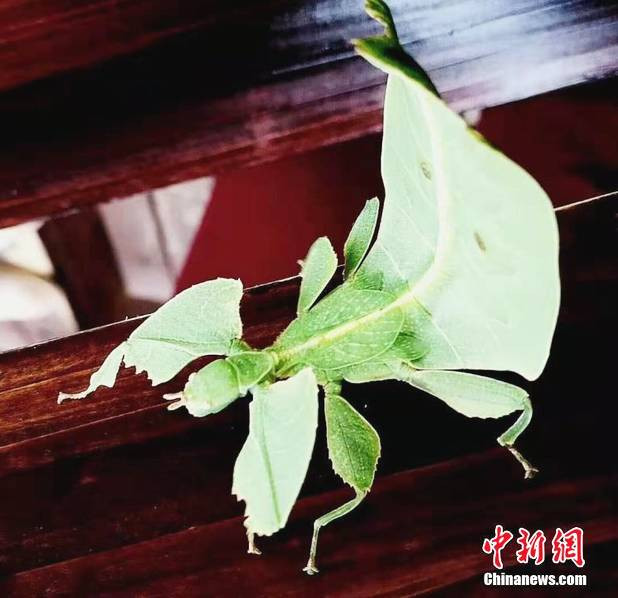 Chúng có những bộ phận thân thể cấu tạo mô phỏng theo lá cây. Ngay cả đường xương sống cũng được phát triển giống như gân lá, thực sự rất kỳ diệu.