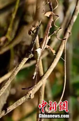 Chúng có thể ngụy trang tốt đến mức gần như "tàng hình" trước mắt của kẻ thù cũng như con người.