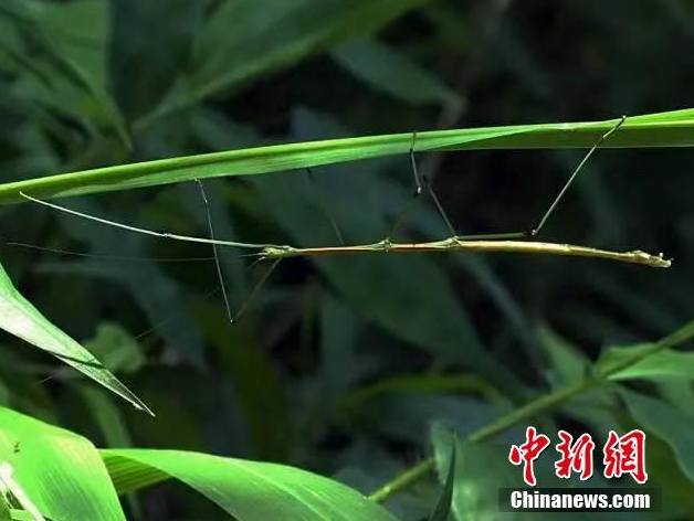 Trải qua hàng vạn năm tiến hóa, những loài côn trùng này đã đạt đến trình độ ngụy trang đỉnh cao. Chúng có thể lẫn vào môi trường xung quanh mình, trở thành một bộ phận của môi trường đó để trốn tránh kẻ thù, né đi những nguy hiểm.