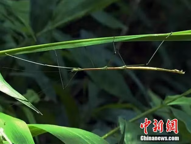 Trải qua hàng vạn năm tiến hóa, những loài côn trùng này đã đạt đến trình độ ngụy trang đỉnh cao. Chúng có thể lẫn vào môi trường xung quanh mình, trở thành một bộ phận của môi trường đó để trốn tránh kẻ thù, né đi những nguy hiểm.