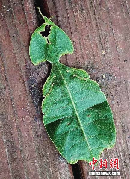 Đây là một con bọ lá, có hình thể giống hệt như một chiếc lá cây. Nếu không nghiên cứu sâu, rất nhiều người không thể tin được, đây thực sự là một loài côn trùng.