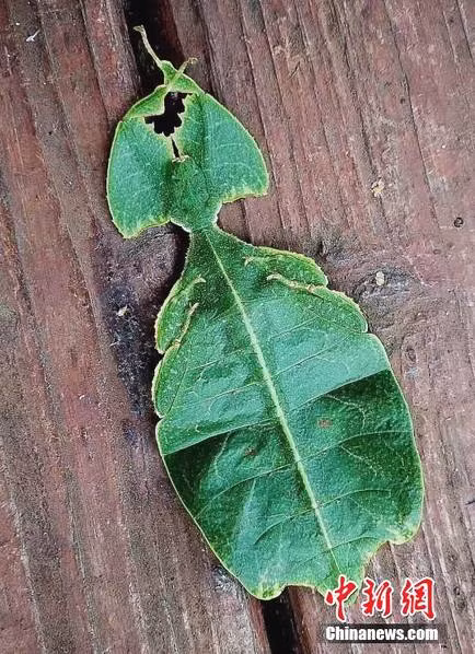 Đây là một con bọ lá, có hình thể giống hệt như một chiếc lá cây. Nếu không nghiên cứu sâu, rất nhiều người không thể tin được, đây thực sự là một loài côn trùng.
