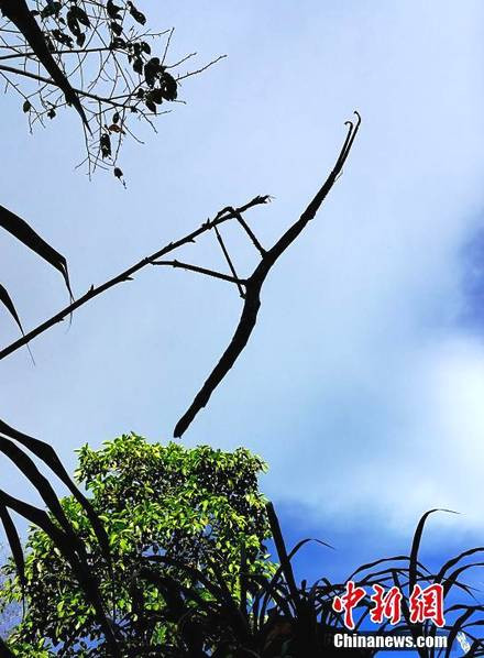 Trong ảnh là một con bọ que. Nó đã ngụy trang cơ thể mình trông giống hệt như một cành cây khô, đánh lừa thị giác.