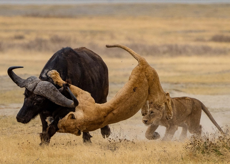 Khoanh khac chien dau nghet tho cua dong vat hoang da-Hinh-3