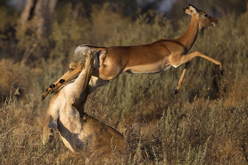 Khoanh khac chien dau nghet tho cua dong vat hoang da