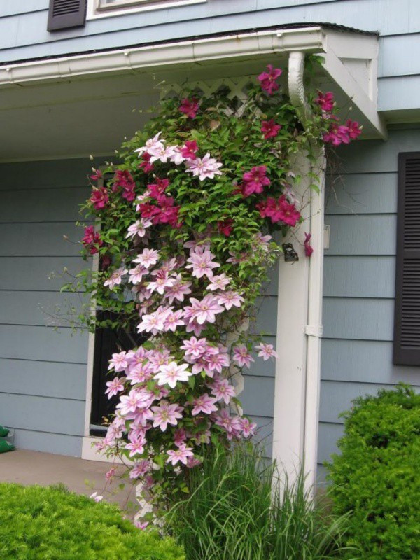 Meo giup cay hoa ong lao tro thanh diem nhan dac biet nhat nha-Hinh-9