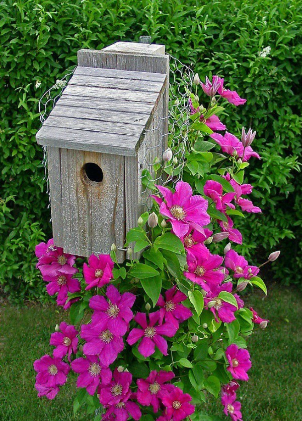 Meo giup cay hoa ong lao tro thanh diem nhan dac biet nhat nha