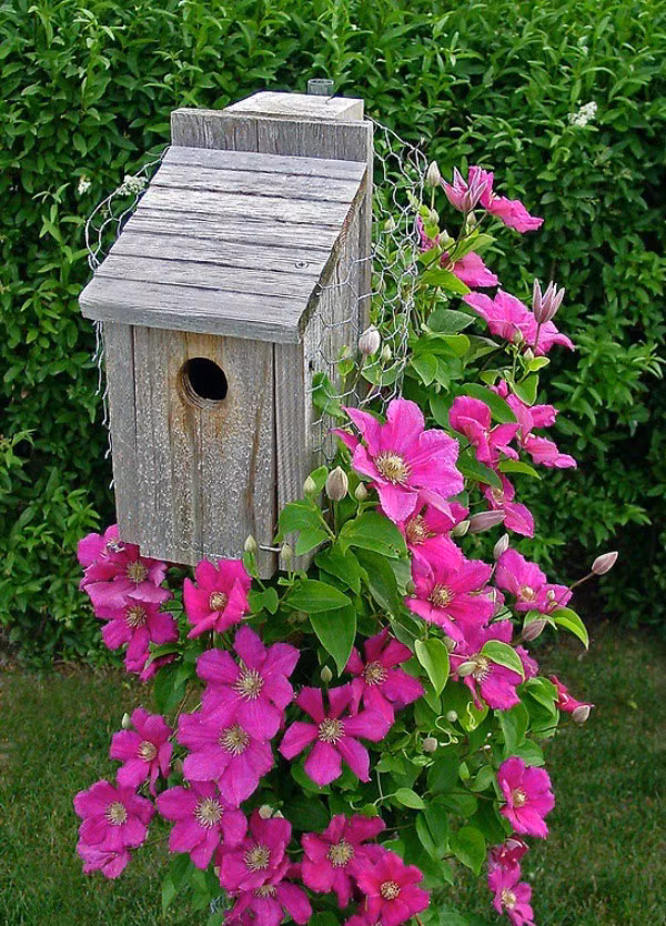 Meo giup cay hoa ong lao tro thanh diem nhan dac biet nhat nha