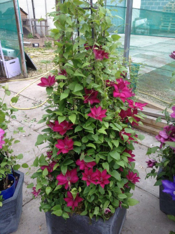 Meo giup cay hoa ong lao tro thanh diem nhan dac biet nhat nha-Hinh-2