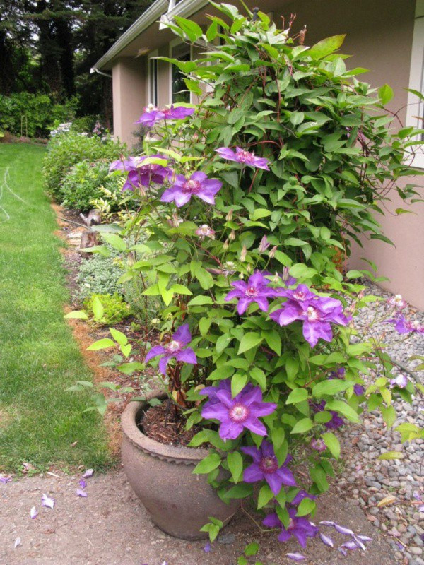 Meo giup cay hoa ong lao tro thanh diem nhan dac biet nhat nha-Hinh-3