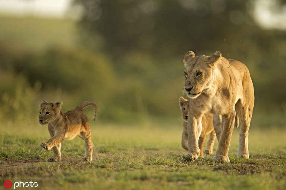 Theo tìm hiểu, hoạt động chiến đấu của anh em sư tử là hoạt động diễn ra hàng ngày.