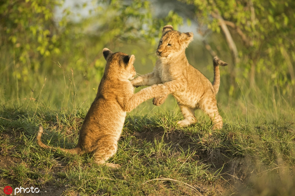 Những con sư tử sẽ quan sát và học hỏi cha mẹ, những đồng loại khác trong đàn và luyện tập chiến đấu mô phỏng. Điều này không chỉ giúp rèn luyện thể lực, còn giúp chúng mài dũa kỹ năng chiến đấu, kỹ năng săn mồi.