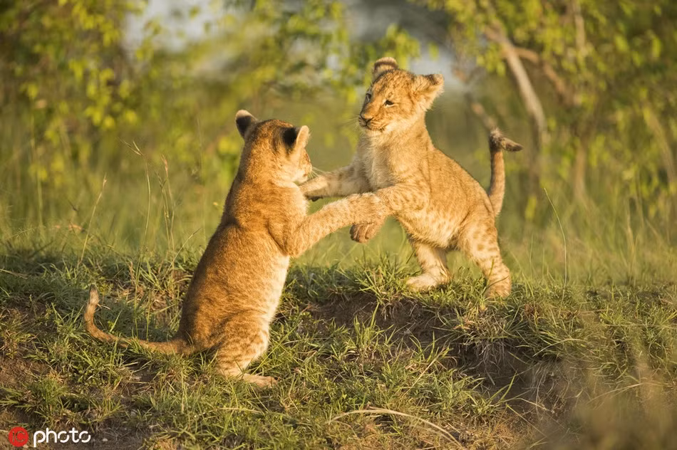 Những con sư tử sẽ quan sát và học hỏi cha mẹ, những đồng loại khác trong đàn và luyện tập chiến đấu mô phỏng. Điều này không chỉ giúp rèn luyện thể lực, còn giúp chúng mài dũa kỹ năng chiến đấu, kỹ năng săn mồi.