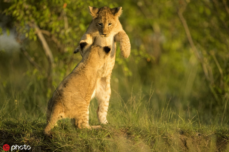 Tất cả đều nhằm trang bị những điều thiết thực nhất, giúp những con sư tử có thể độc lập đi săn, cũng có thể hỗ trợ bầy đàn khi săn giết những động vật có kích thước lớn.