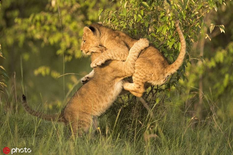 Đồng thời, những trận nội chiến cũng có thể diễn ra bất cứ lúc nào. Sư tử con hoàn toàn không có khả năng tự vệ.