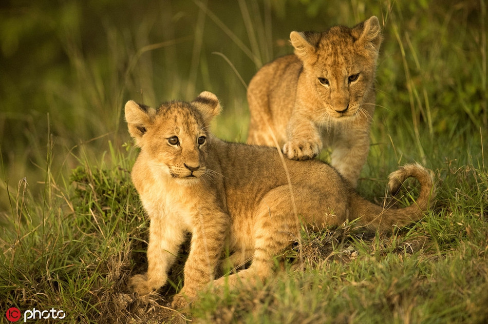 Vì vậy, trong môi trường hoang dã cạnh tranh khốc liệt, càng sớm thuần thục kỹ năng chiến đấu, những con sư tử sẽ càng có cơ hội sống sót cao hơn.