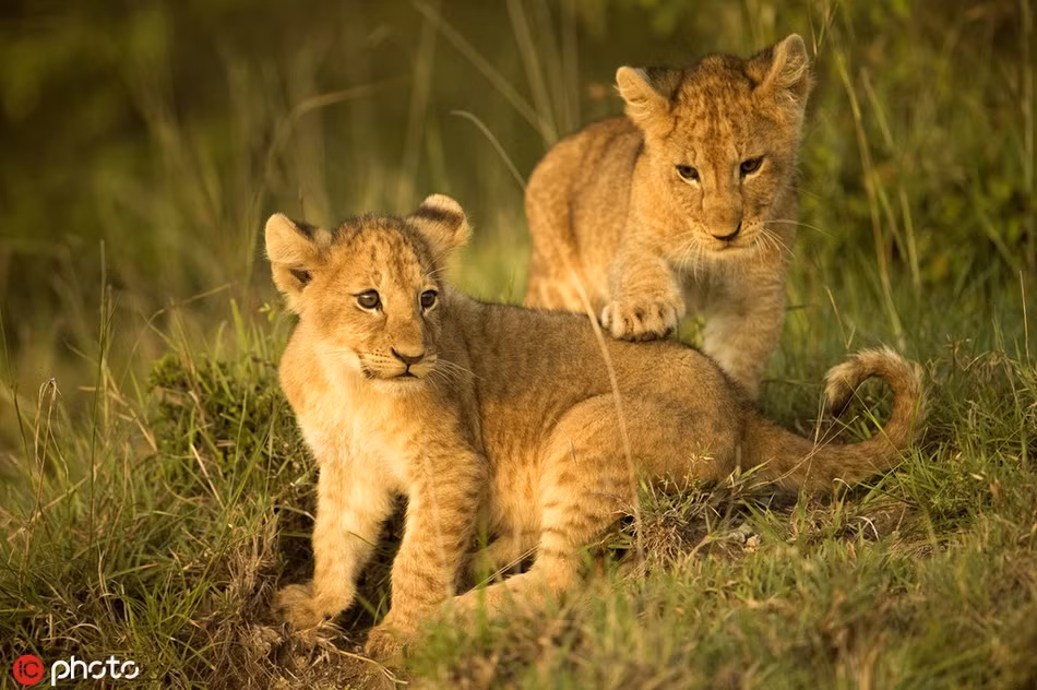 Vì vậy, trong môi trường hoang dã cạnh tranh khốc liệt, càng sớm thuần thục kỹ năng chiến đấu, những con sư tử sẽ càng có cơ hội sống sót cao hơn.