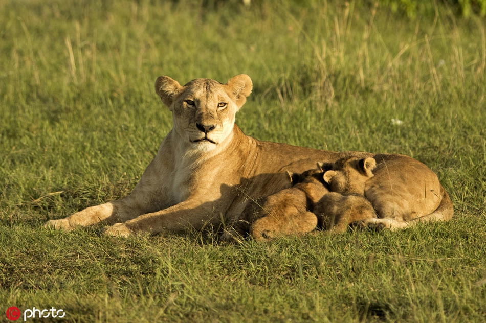 Tuy nhiên, vì còn nhỏ, ngoài những lúc quan sát và luyện tập, sư tử con vẫn được tận hưởng nhiều khoảnh khắc yên bình, ấm áp khi được cha mẹ bảo vệ, yêu thương.