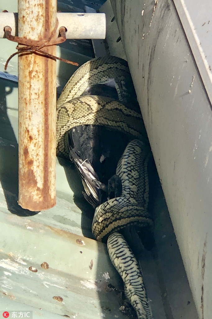 Sau khi săn giết thành công con chim, trăn khổng lồ buông mình xuống mái nhà và chậm rãi nuốt chửng con mồi, thưởng thức bữa ăn ngon miệng.