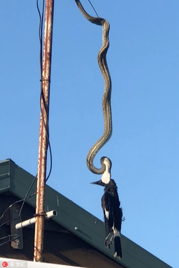 Về phía con trăn, khi phát hiện con mồi tiềm năng, nó quyết định tấn công bất ngờ.