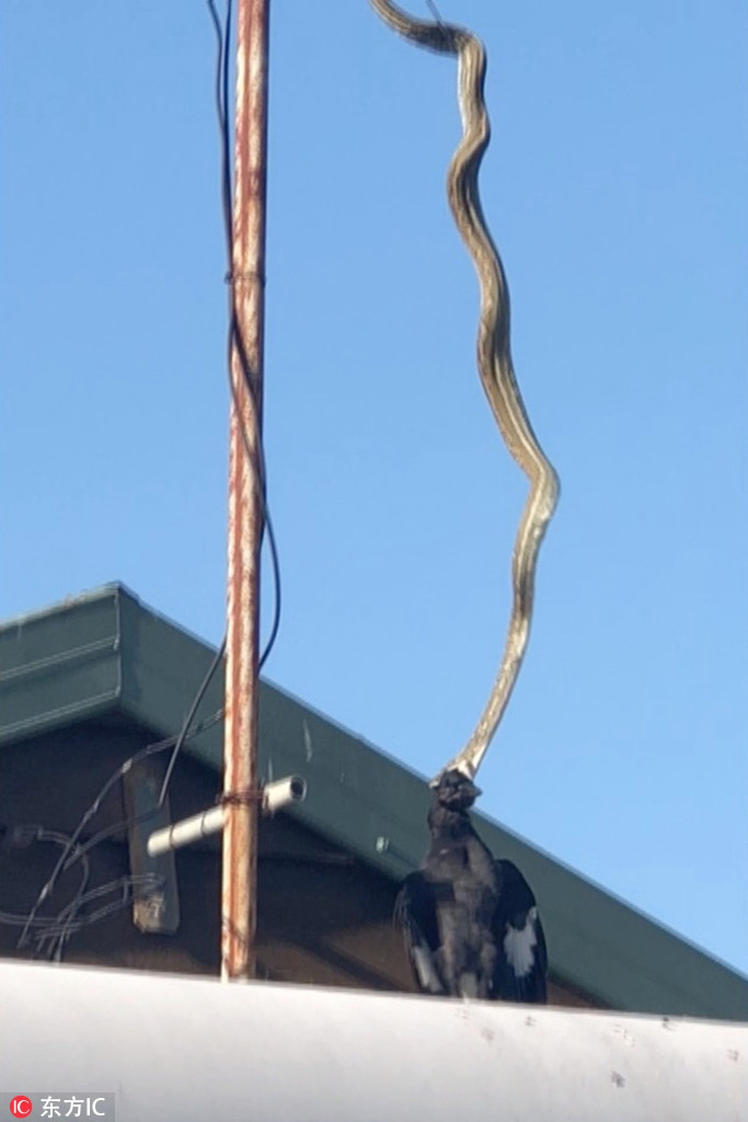 Toàn bộ quá trình nhanh nhẹn, dứt khoát, chứng minh trăn khổng lồ là kẻ săn mồi đỉnh cao.